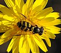 Hoverfly