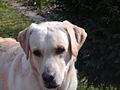 Labrador Retriever in der freien Natur