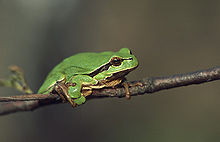 Petite grenouille verte dans GRENOUILLE 220px-Hyla_arborea_%28Marek_Szczepanek%29
