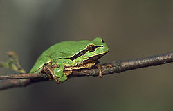 Løvfrø (Hyla arborea)