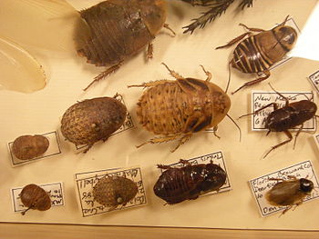 Unidentified cockroaches. Part of Don Ehlen's ...