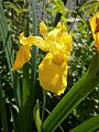 Iris pseudacorus flower