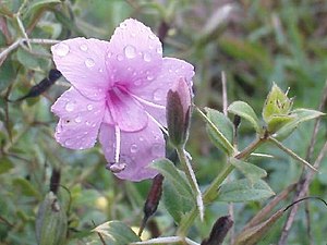 K.Pudur Village Pink thorn flower