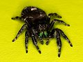 Phidippus audax