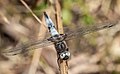 Adult male without spotting on the wing tips