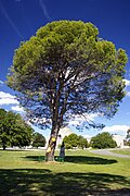 Australian War Memorial Pinus halepensis