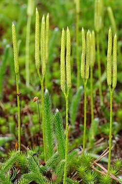 Katinlieko Lycopodium clavatum