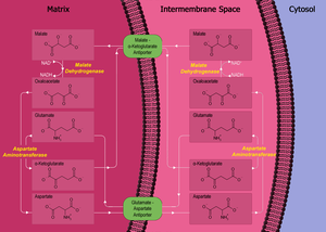 Malate-Asparate Shuttle Diagram 2nd version