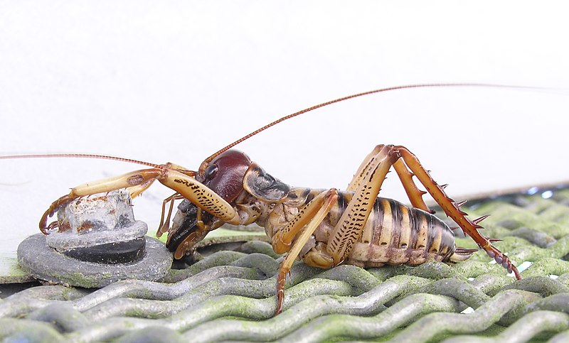 File:Male tree weta-orig.jpg