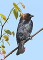 15 / Brown-headed Cowbird