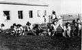 Members of the Harel Brigade planting grass seeds in 1950