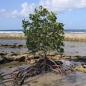 Red mangrove Mangrove (cropped).jpg