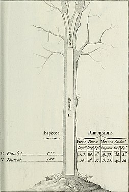 Bois sur pied, « sous les différentes formes qu'ils ont reçu de la nature, qui les rendent propres à l'usage de la marine »: étambot et fourcat[1]