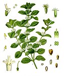 Marrubium vulgare — Шандра обыкновенная
