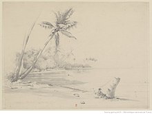 A sketch of a palm tree