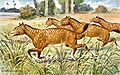 Mesohippus (Equino dell'Oligocene)
