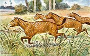 Mesohippus, an ancestor of the modern horse