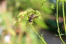 Totenkopfschwebfliege auf Petersilienblüten