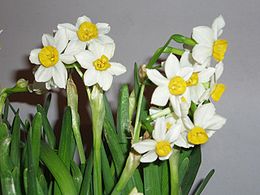 260px Narcissi