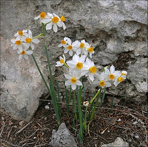 Narcissus tazetta