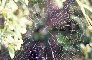 Old spider web