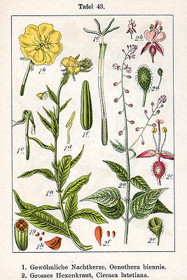 1. Triibus Onagreae: Oenothera biennis 2. Triibus Circaeeae: Circaea lutetiana