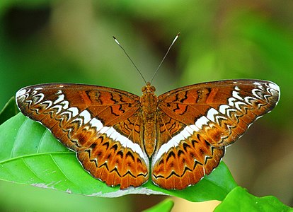 Dorsal view