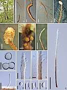 Ophiocordyceps sporangifera.