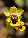 Vignette pour Ophrys jaune