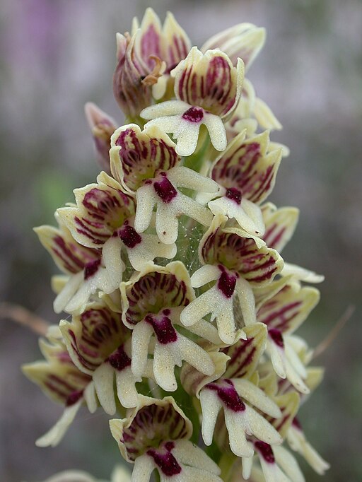 Orchis galilaea 2