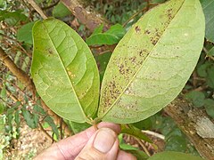 Leaves (underside)