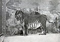 Panthera tigris virgata