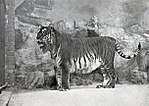 Miniatura per Tigre de la Caspiana