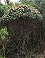 Monticalia firmipes
