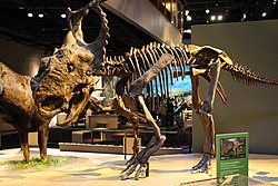 Perot Museum Pachyrhinosaurus.jpg