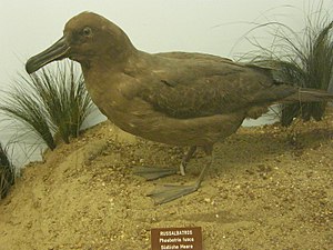 Malhelbruna albatroso, remburita specimeno de la Naturhistoria Muzeo, Vieno