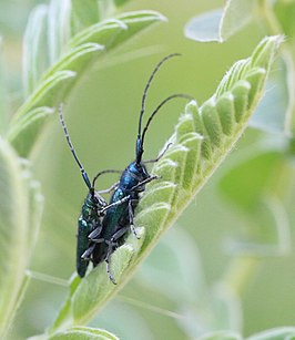 Agapanthia lais