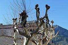 Man sieht mehrere Männer, die in einer Baumkrone mit dicken Ästen stehen, sie sind mit Seilen und Gurten gesichert und schneiden dünne Äste ab.