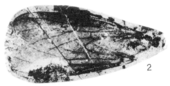 Plecia pulchra Plecia pulchra holotype Rice 1959 pl4 fig2.png