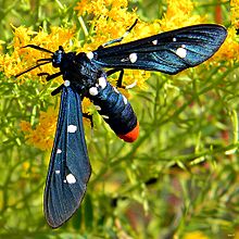 Polka-Dot Wasp Moth - Syntomeida epilais.jpg