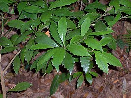 Polyosmaceae