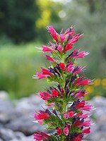 Echium russicum