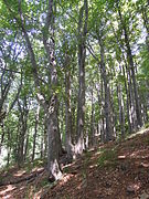 Považský Inovec (přírodní rezervace)