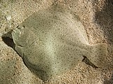 The turbot is a large left-eyed flatfish usually found not too far from shore in sandy shallow waters. It is a prized food fish.[27]