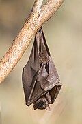 Black flying fox