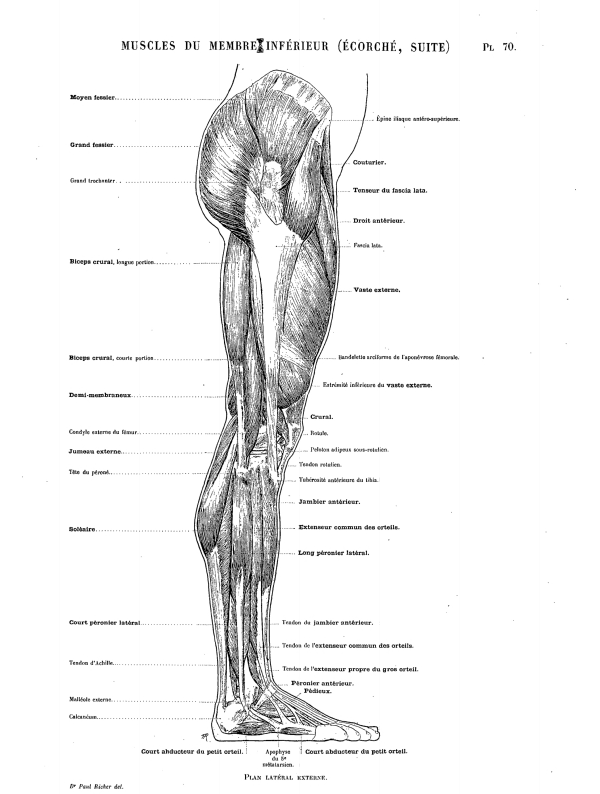 MUSCLES DU MEMBRE INFÉRIEUR (ÉCORCHÉ, SUITE) Pl. 70