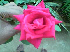 गुलाब, केरल