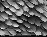 SEM image of a Peacock wing, slant view 2.JPG