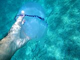 Coppia di Polmone di Mare o Medusa Barile (Rhizostoma Pulmo) fotografate a Lido Saturo, Marina di Leporano (Taranto). È evidente la poca capacità urticante di tale medusa (Nematocisti)
