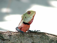 Calotes versicolor